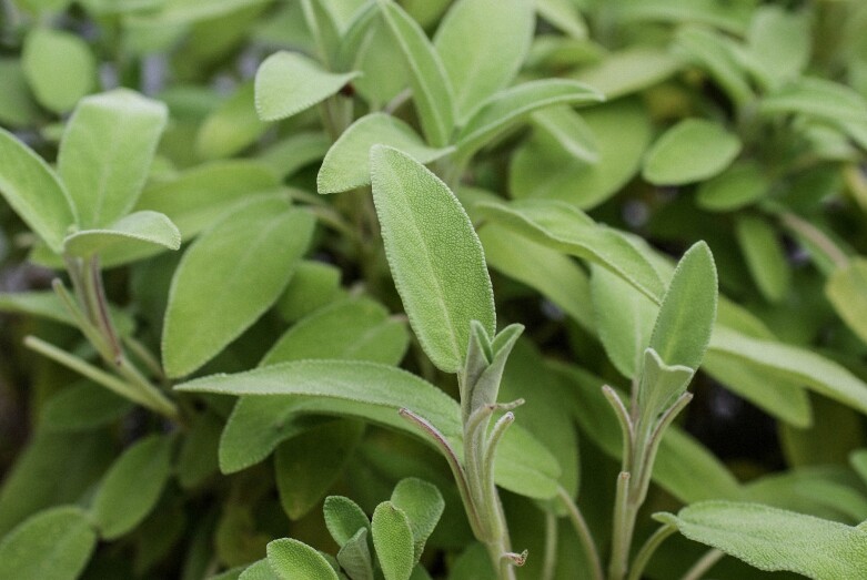 4 oz Candle Scent Oil-SAGE