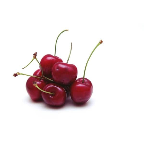 3 ft. Lapins Cherry Semi-Dwarf Tree – Self-Pollinating, High Yield
