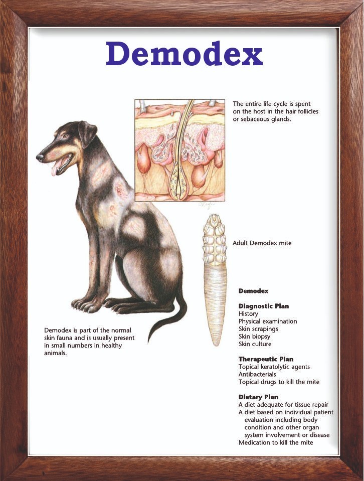 Demodex Chart 12x18 inches