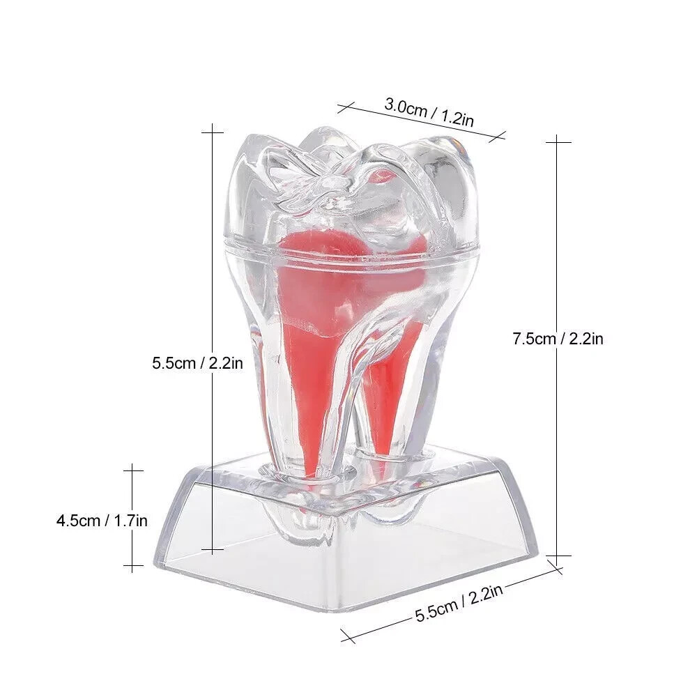 Dental Plastic Emulational Quality Crystal Base Hard Tooth Separable Molar Model