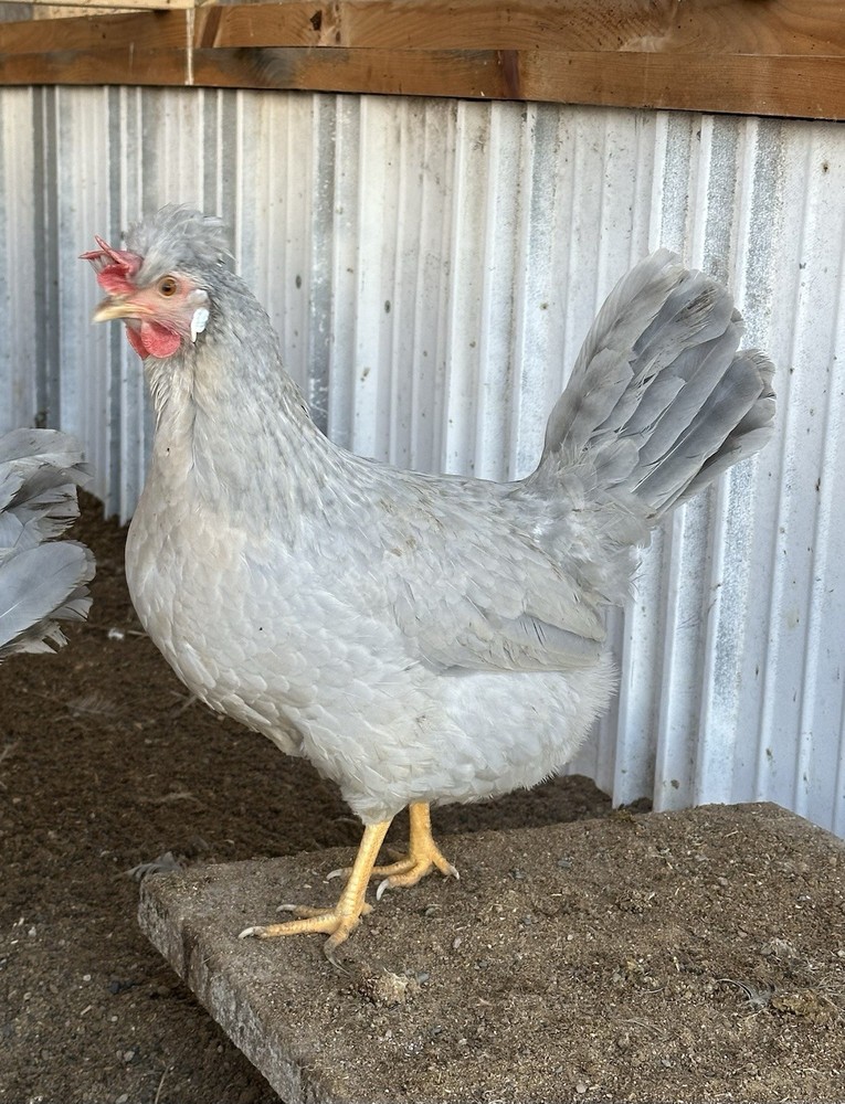 6+ Opal Legbar Hatching Eggs