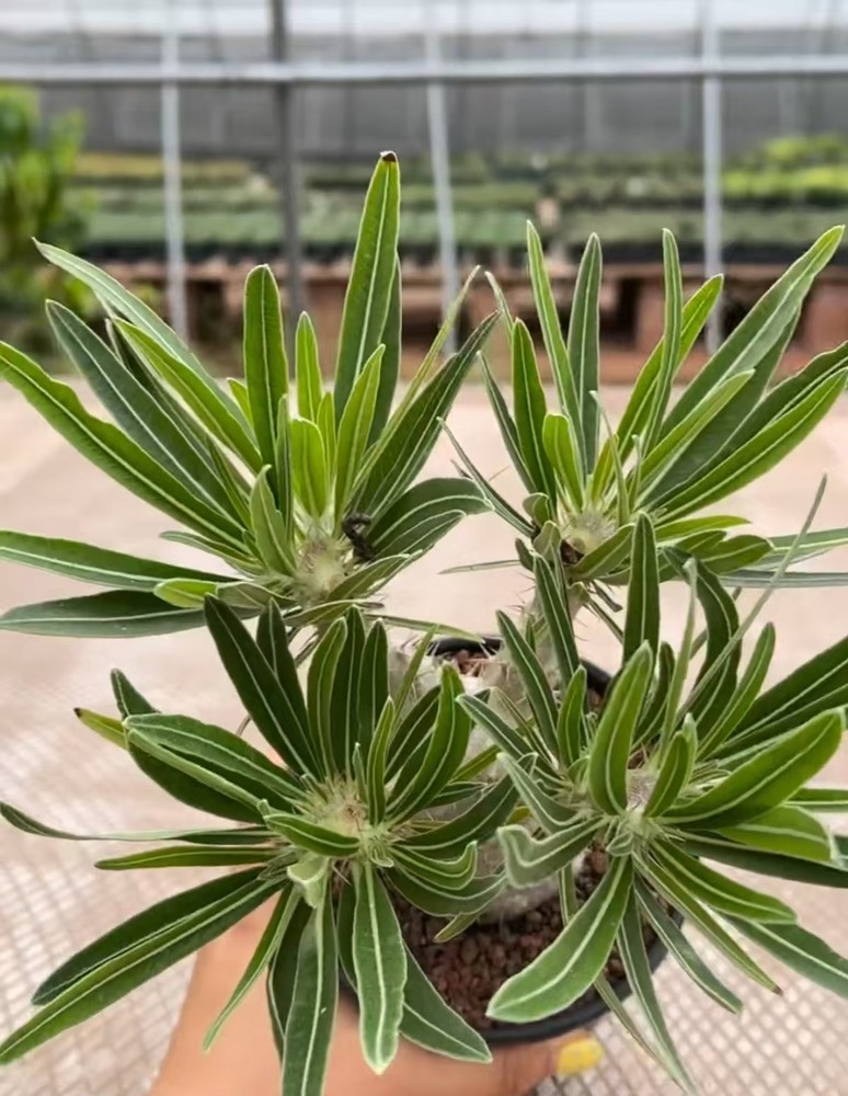 RareSucculent Plant Pachypodium rosulatum OwnRoot Random (Optional)