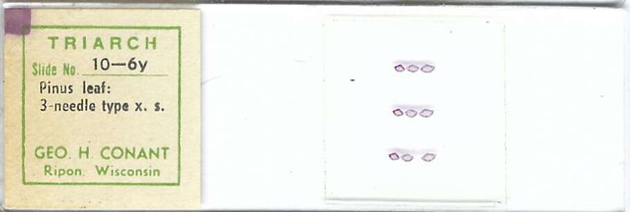 Pine Leaf Three-needle Type Microscope Slide by Geo. H. Conant