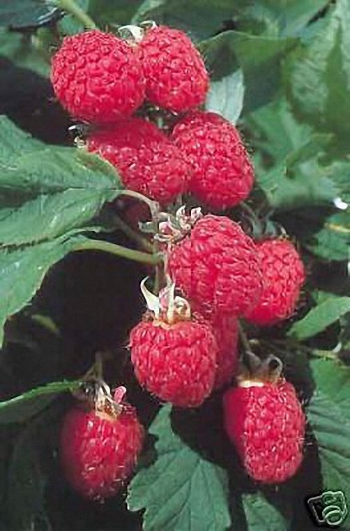 4 oz Candle Scent Oil-RASPBERRY MUSK