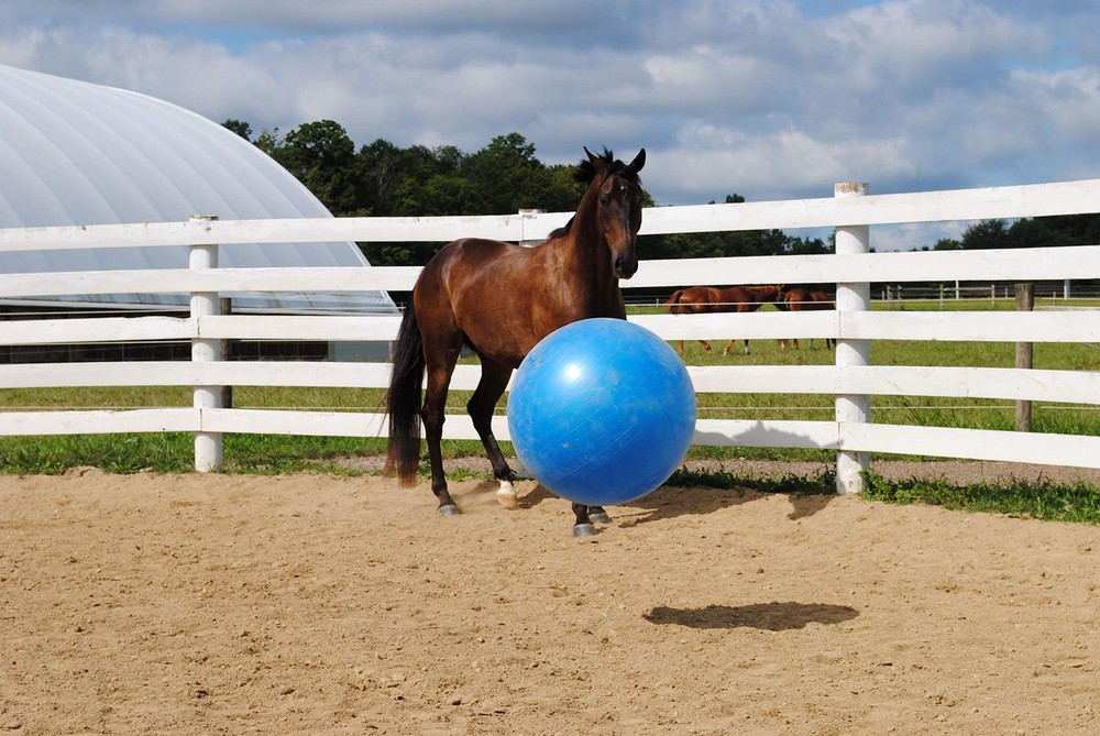 30-Inch Mega Ball for Horses, Blue
