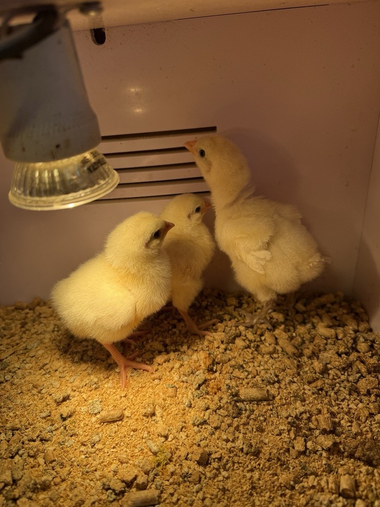 6 American Bresse Hatching Eggs
