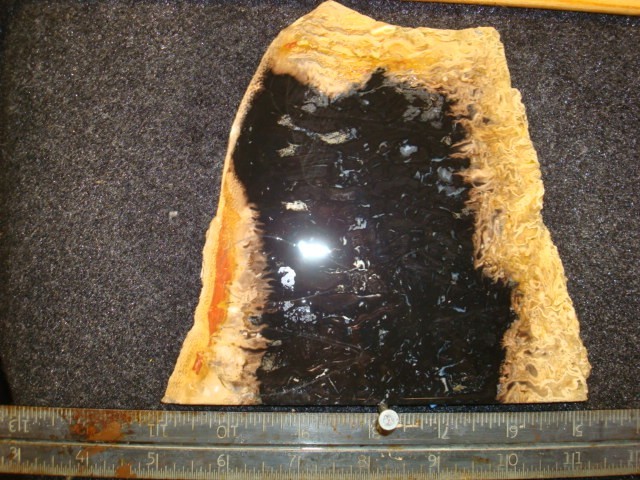 indonesian petrifed palm root