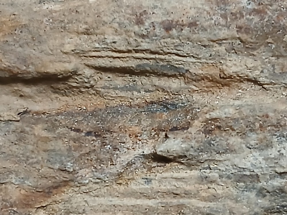 Fossilized, wood that contains gold