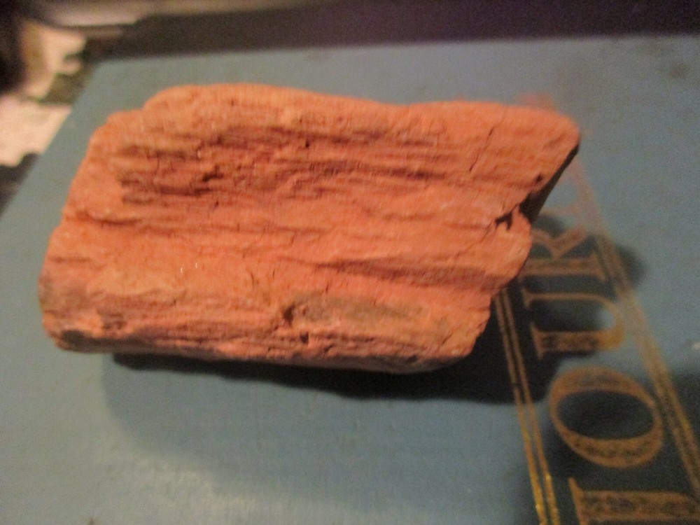 Fossilized Wood