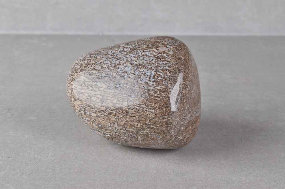 Fossilized Dinosaur Bone Polished from Morocco 4.6 cm # 19754