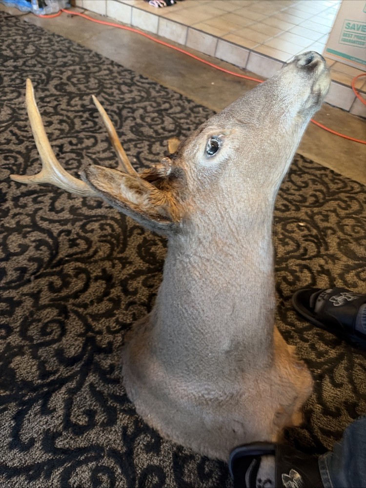 5 Point Deer Mount