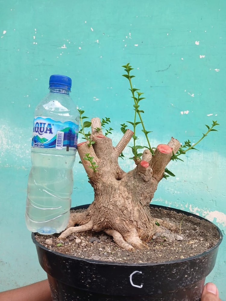 code 013  ✅ BONSAI materials PREMNA MICROPHYLLA || SMALL  (REAL PICT)