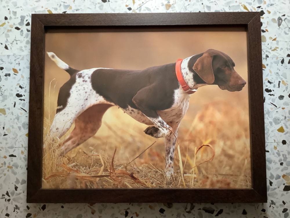 German Shorthaired Pointer on point Framed Photo 8" x 10" Denver Bryan