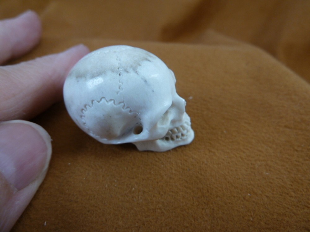 (SKULL-W59) Medium white full skeleton Skull figurine Bali antler crafted