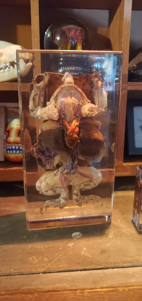 Frog cured in resin oddity Science/biology