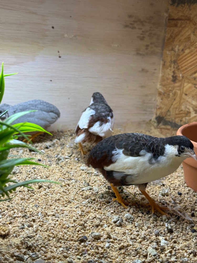 40 Button Quail Hatching Eggs Multiple Colors