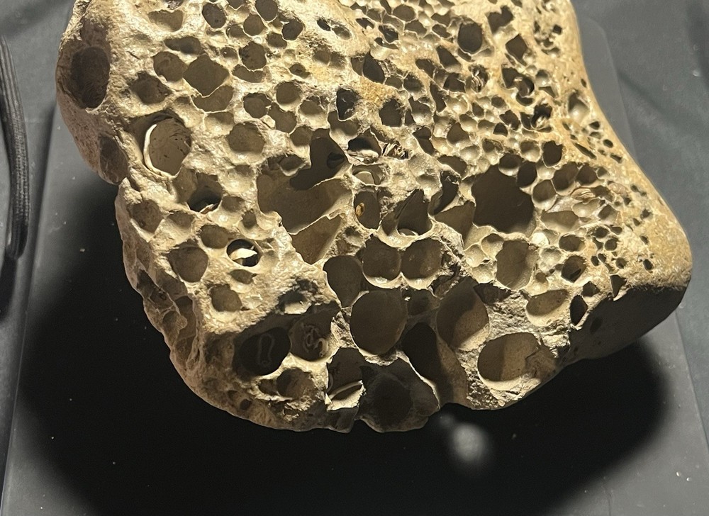 Fossil Shell Clam in Hag Stone Boulder -adder Rock-Omar Stone 2.6 Lbs