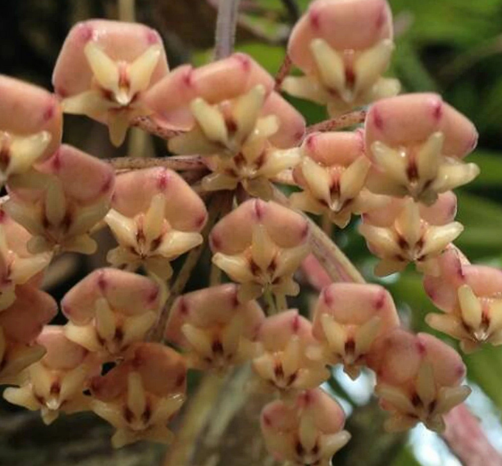 Hoya Sigillatis Sp Borneo Lush Leaves