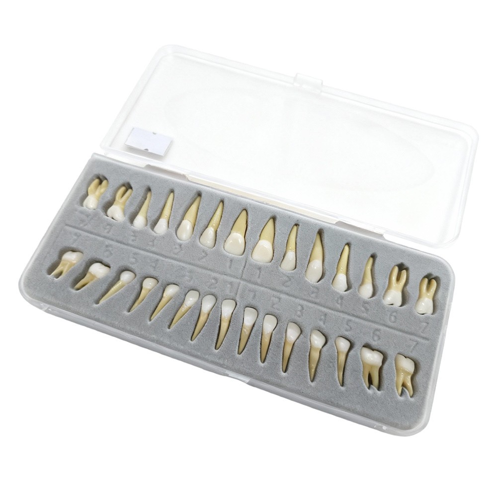 28 Resin Dental Permanent Teeth Study Tooth Model Discrete With Root Simulation