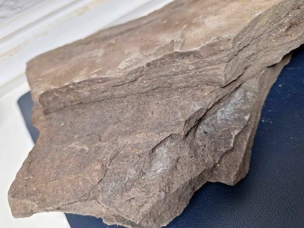 Calamite Stem Lepidodendron Paliozoic Devonian Carboniferous Virginia