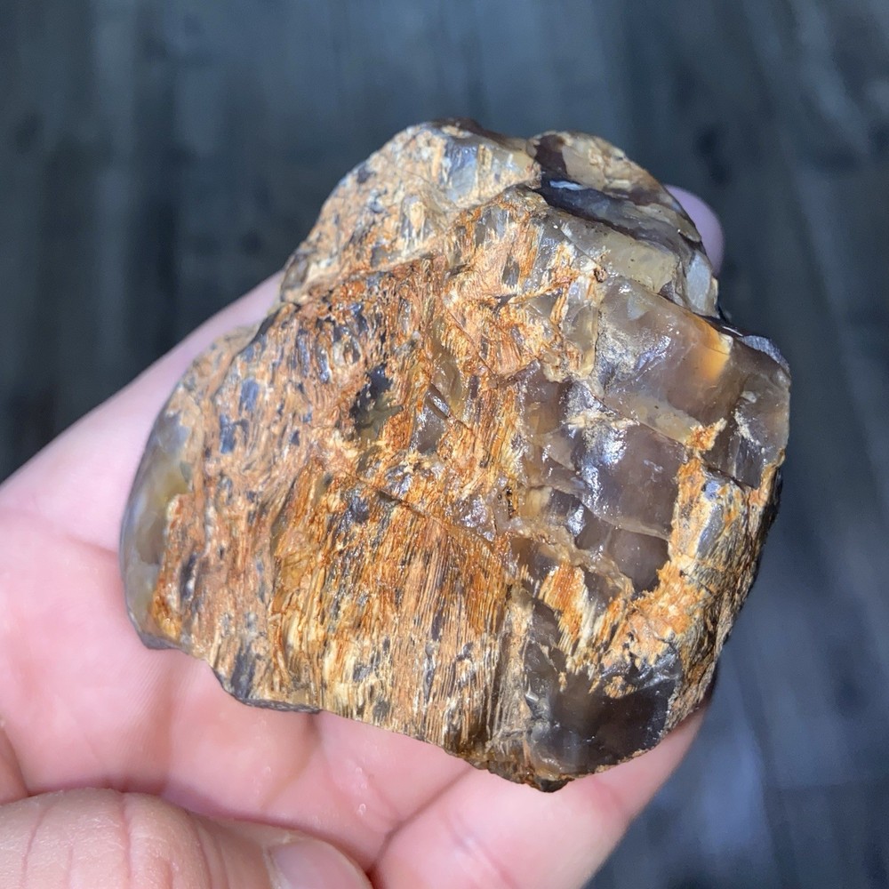 Petrified Wood Polished Specimen 9.10 Oz