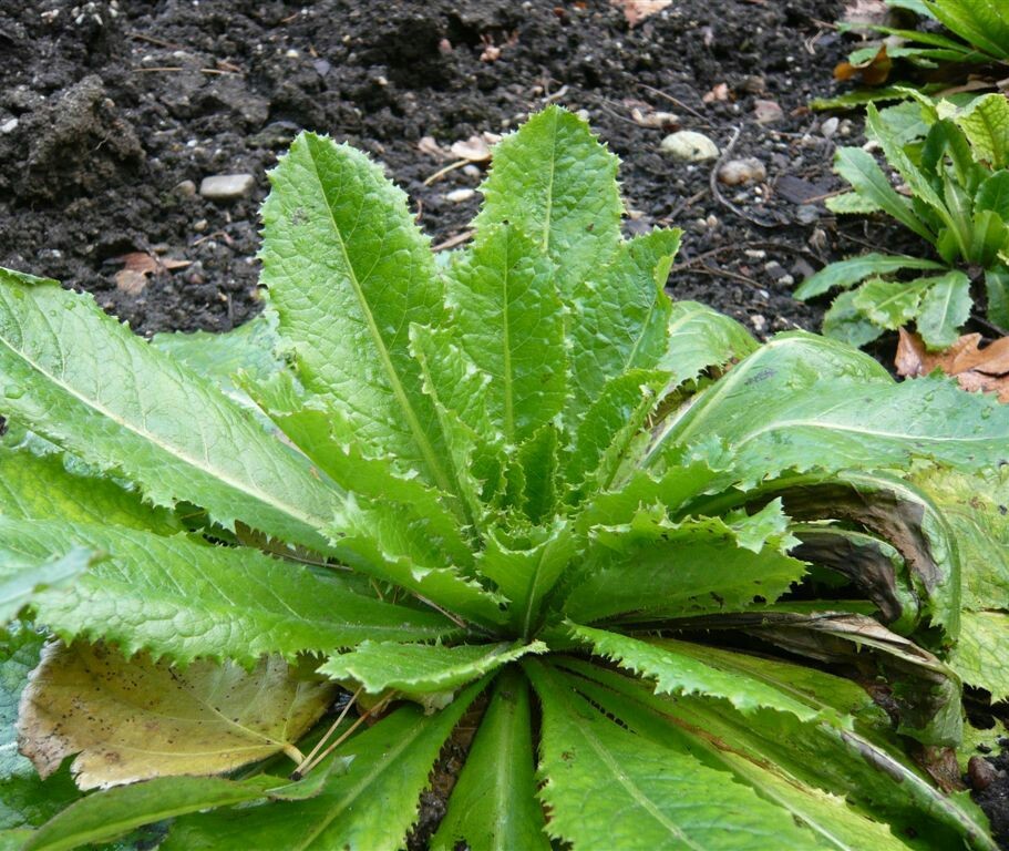 True Wild Lettuce Seeds - Lactuca virosa -