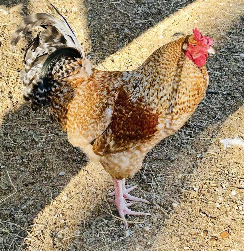 12 Rainbow Barnyard Mix Hatching Eggs