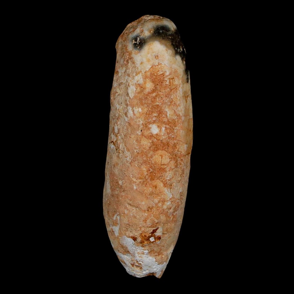XL 2.3" Fossil Pine Cone Equicalastrobus Replaced By Agate Eocene Age
