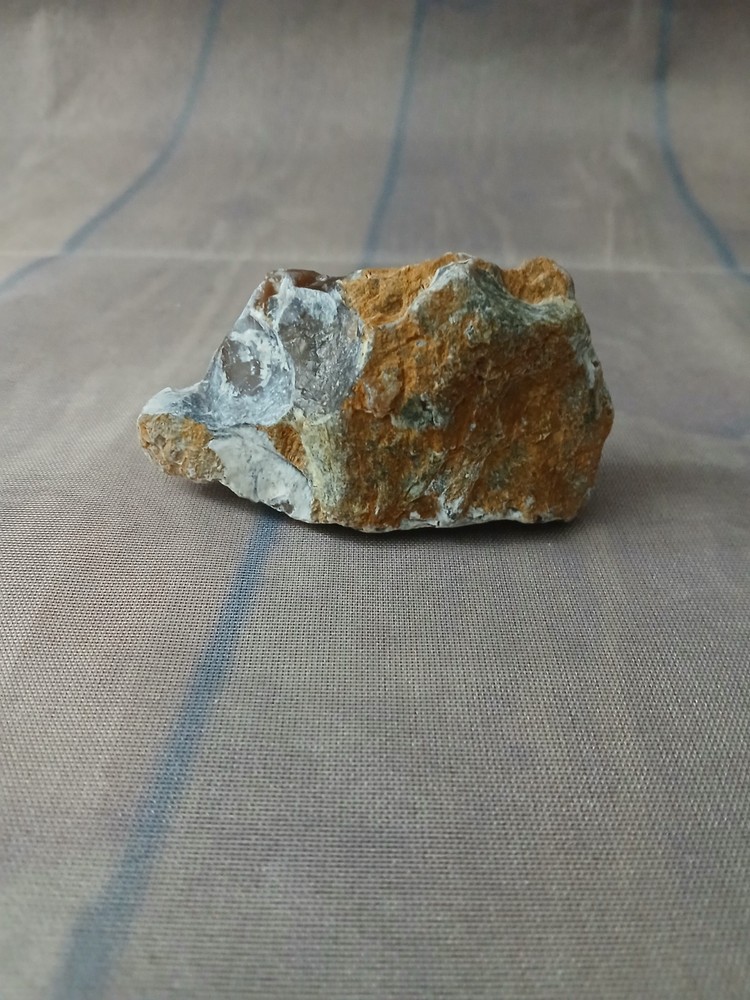 Petrified Wood Small