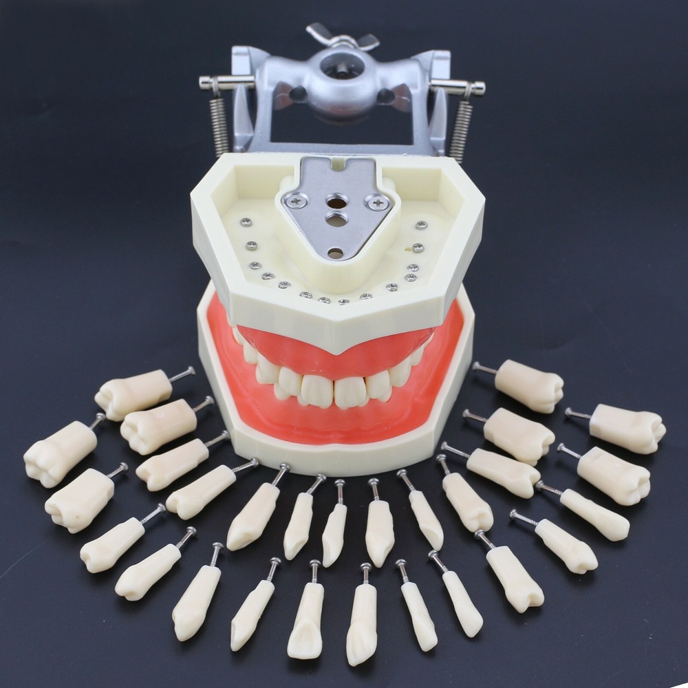 Dental Typodont Teeth Model 28pcs Replacement Teeth Screws Kilgore Nissin 200