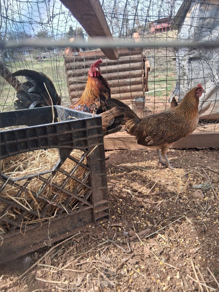 6 McLean Henny Pure Hatching Eggs