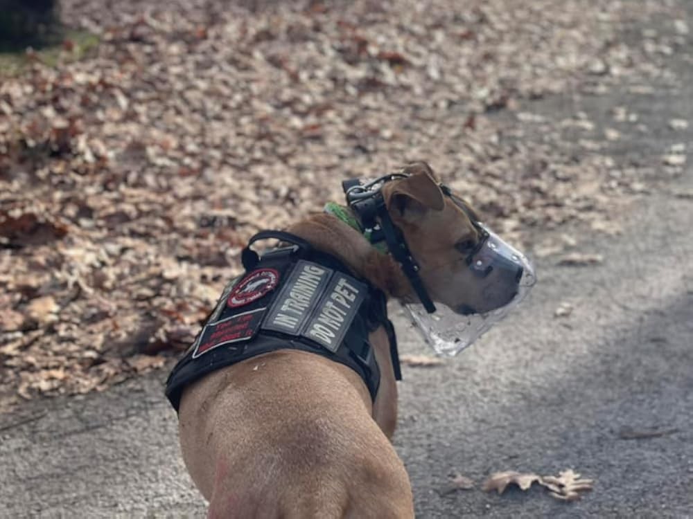 Pitbull Muzzle, Basket Muzzle for Lar Dogs Rottweiler to