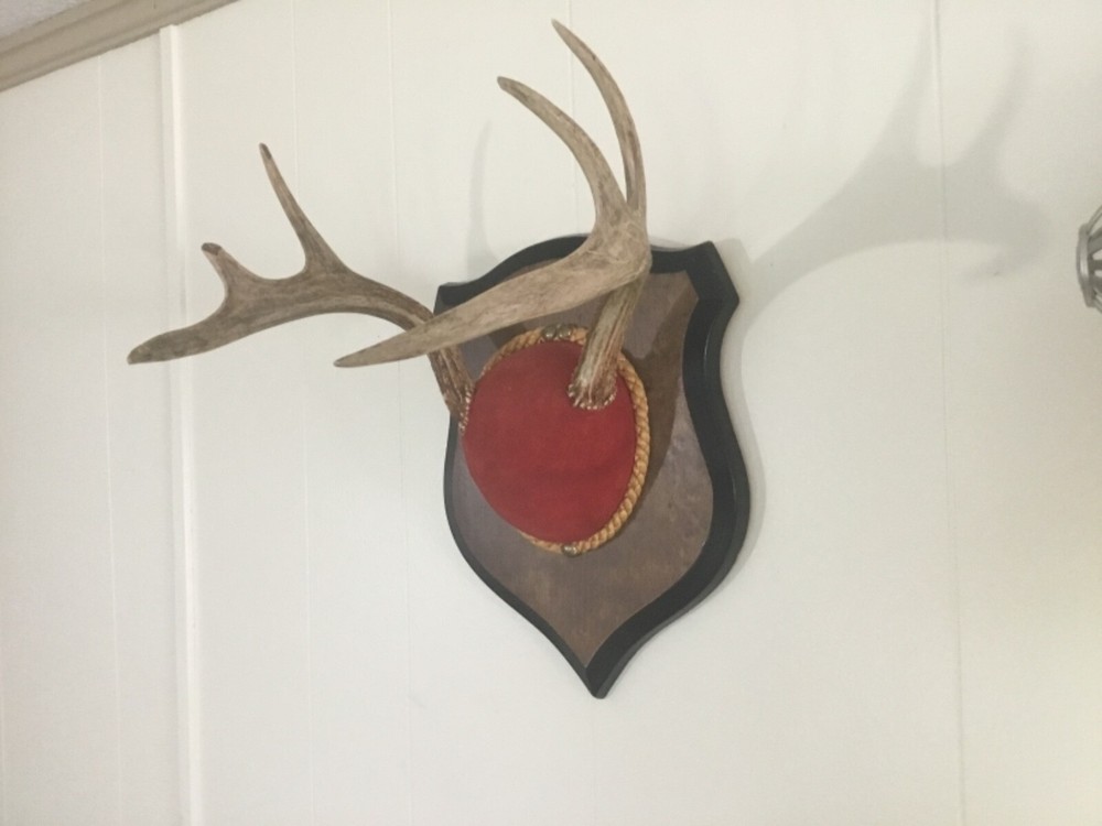 Mounted Deer Antlers #4