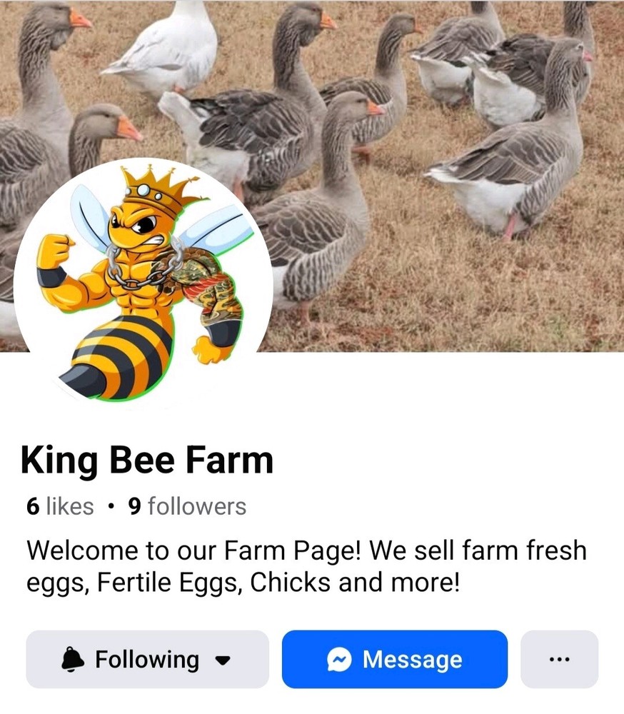 2 Dozen White Leghorns - Hatching Eggs NPIP/AI cert