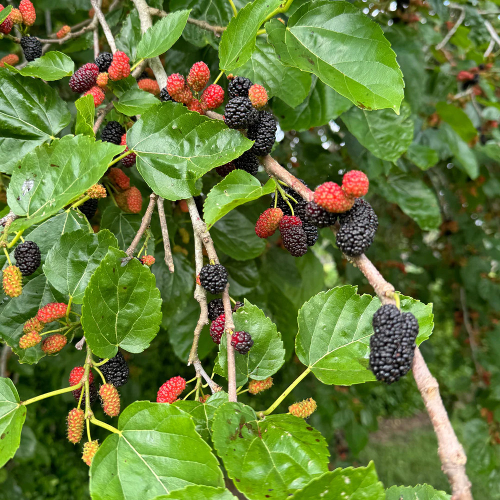 1 Red Mulberry Tree – Morus Rubra - 12-24" Tall