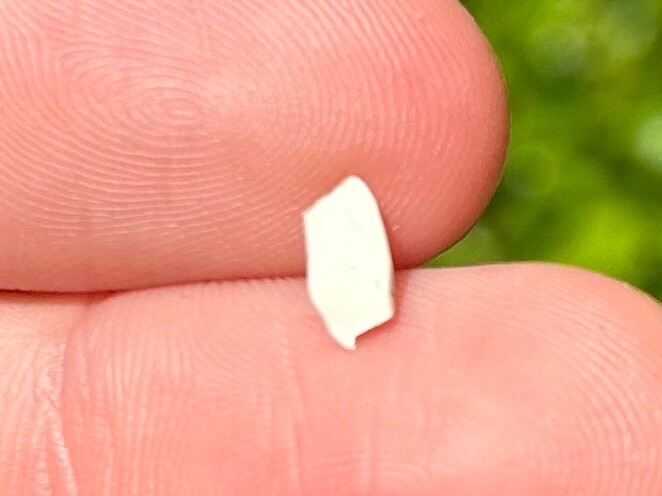 Rare TEXAS MIOCENE Fossil Gar Fish Scale Fleming Formation