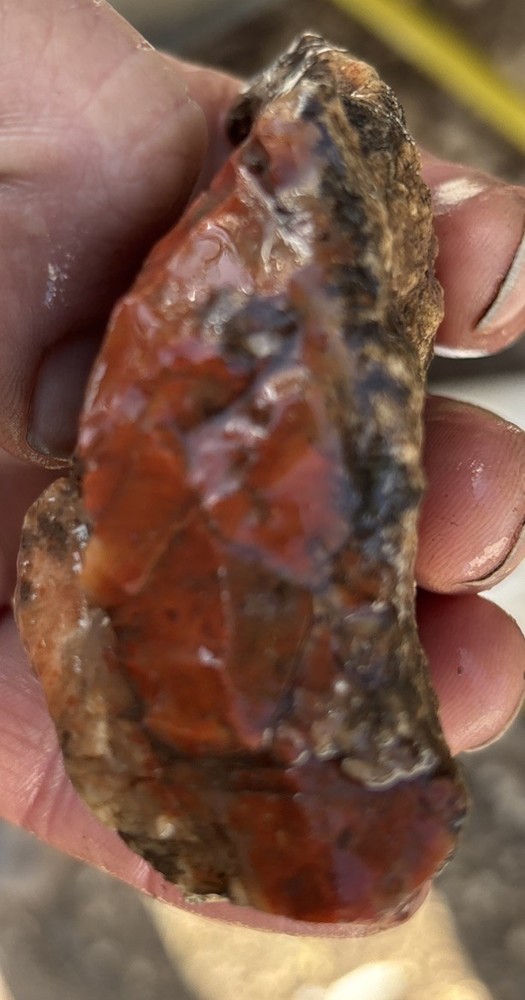 Colorful petrified wood