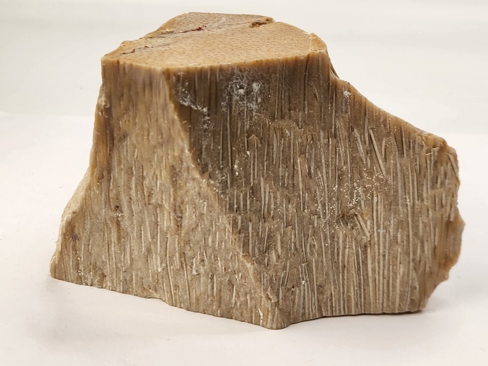 Petrified Wood Section - Unknown Age and Locality - Likely Texas