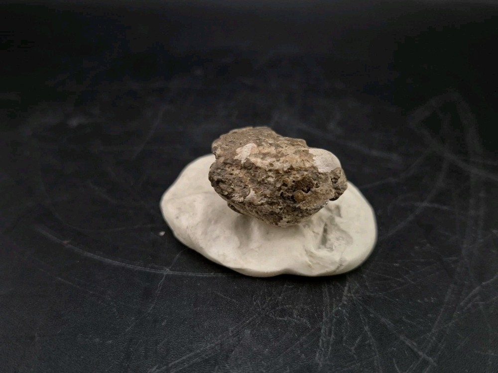 Real Fossil Dinosaur Egg Embro Permineralized Uv Reactive