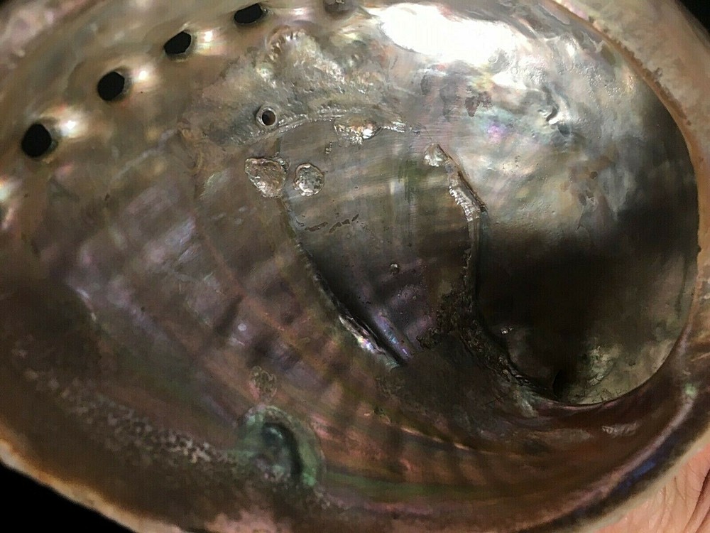 COMPLETE SMUDGE KIT ABALONE SHELL STAND SAGE FEATHER ENERGY CLEANSING CLEARING