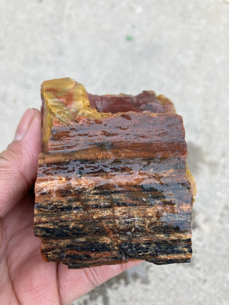 Arizona Petrified Wood