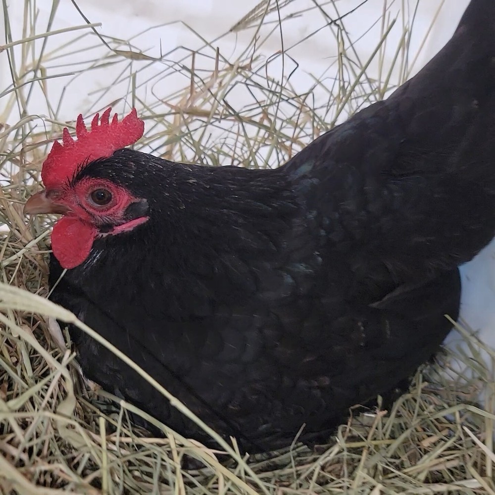 24+ Serama Bantam Hatching Eggs 4-H