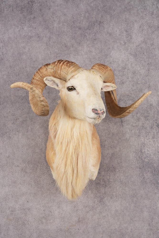 Texas Dall Sheep SKU 3321