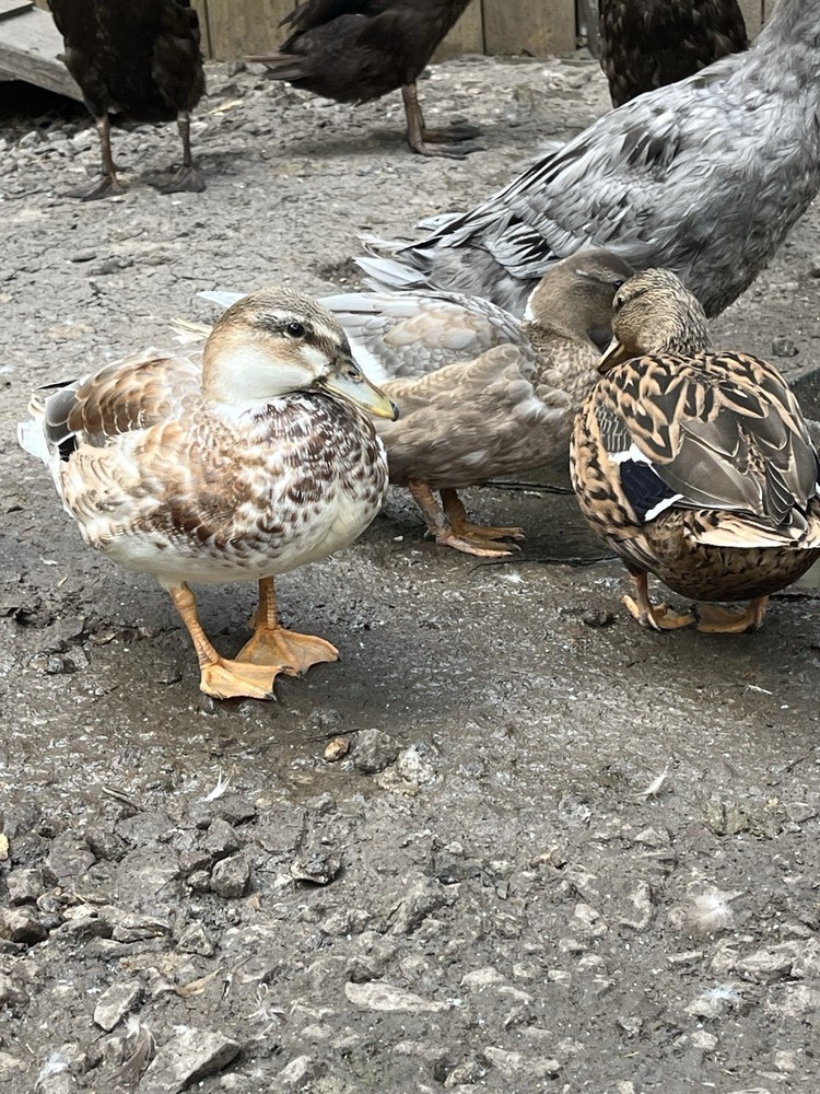 12 Call Duck Hatching Eggs.