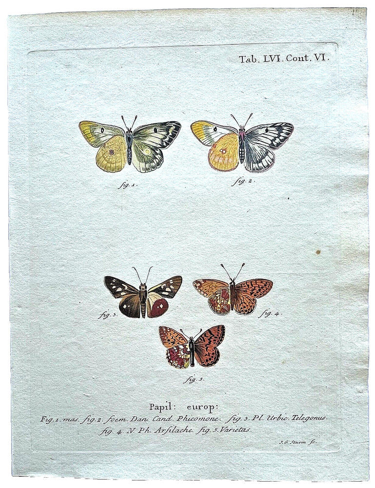 1777 ESPER Hand-Colored Engraved BUTTERFLY/MOTH PRINTS (Set #1) - YOU SELECT