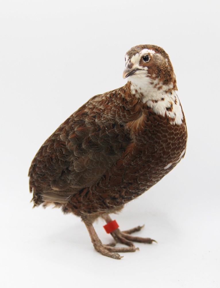 30+ Celadon Coturnix Quail Hatching Eggs - Blue Egg Layers