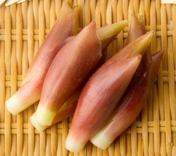 Myoga Ginger Plants Live Roots