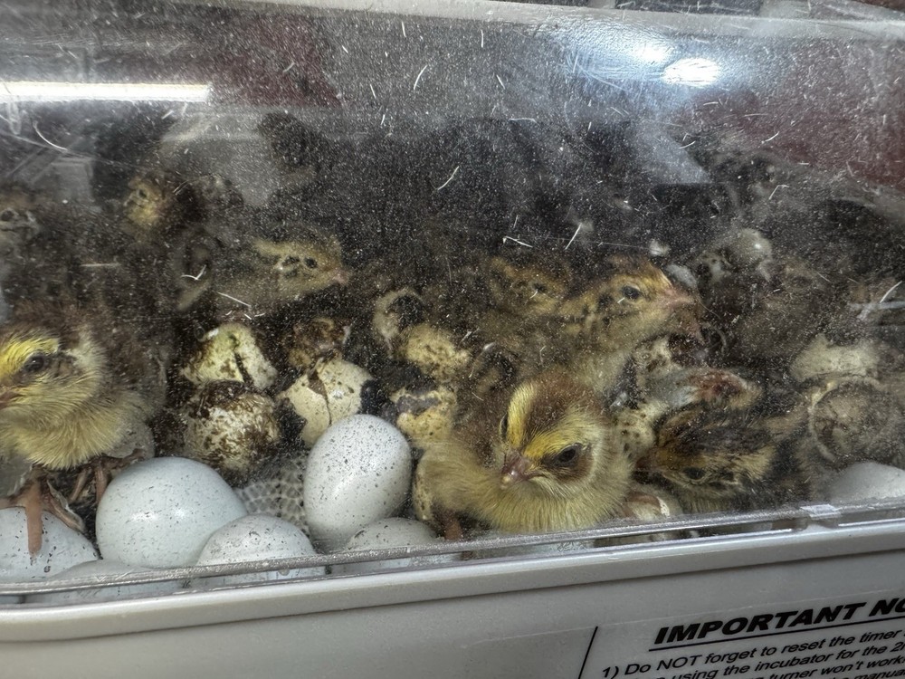 12+ Quail Hatching Eggs Coturnix Celadon Pharaoh Tuxedo Rosetta