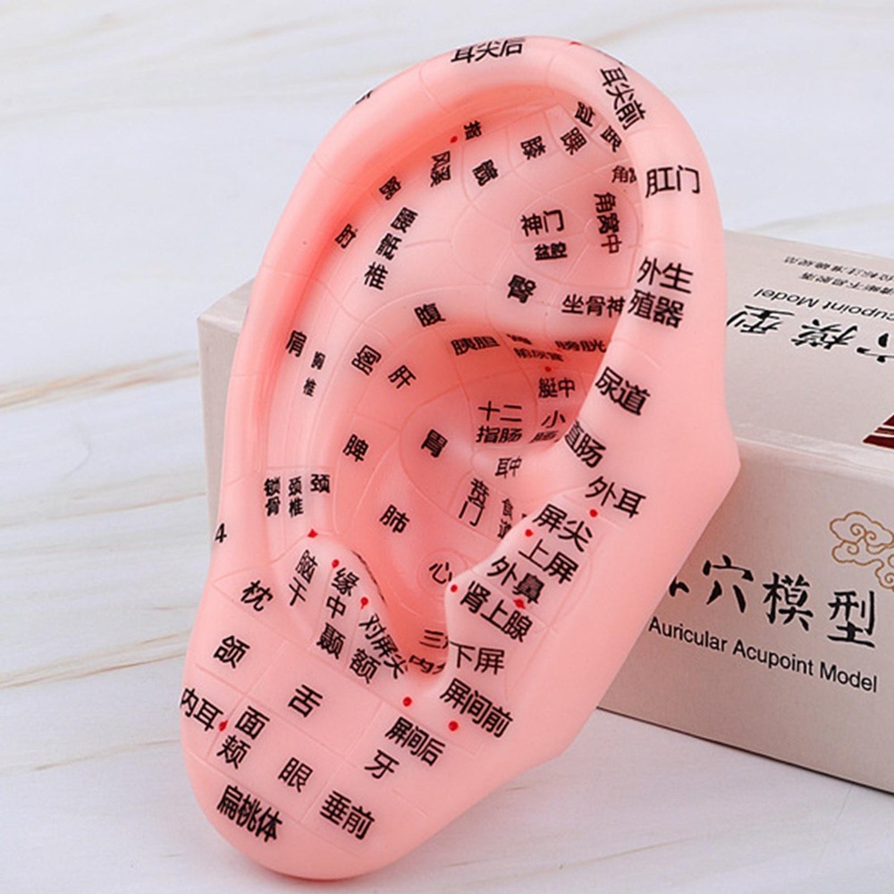 Ear Model Teaching Aid for Massaging Acupoint Practice Learning