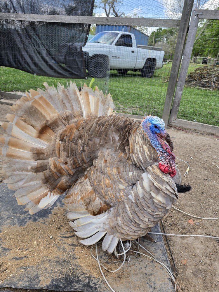6 + Mottled Turkey Hatching Eggs Purebred